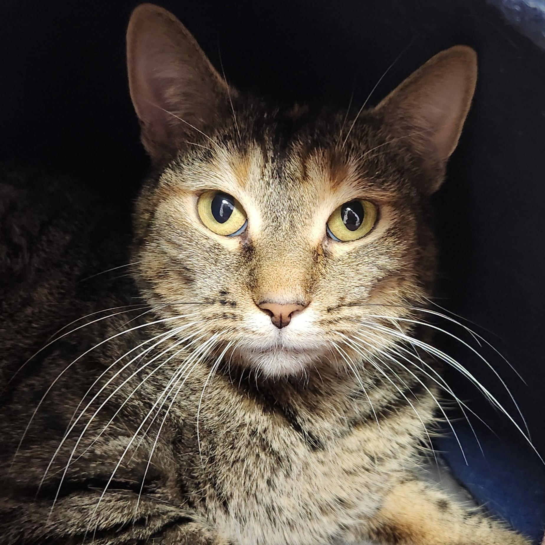 Swiss Miss, ADOPTABLE, Adult Female Tabby.