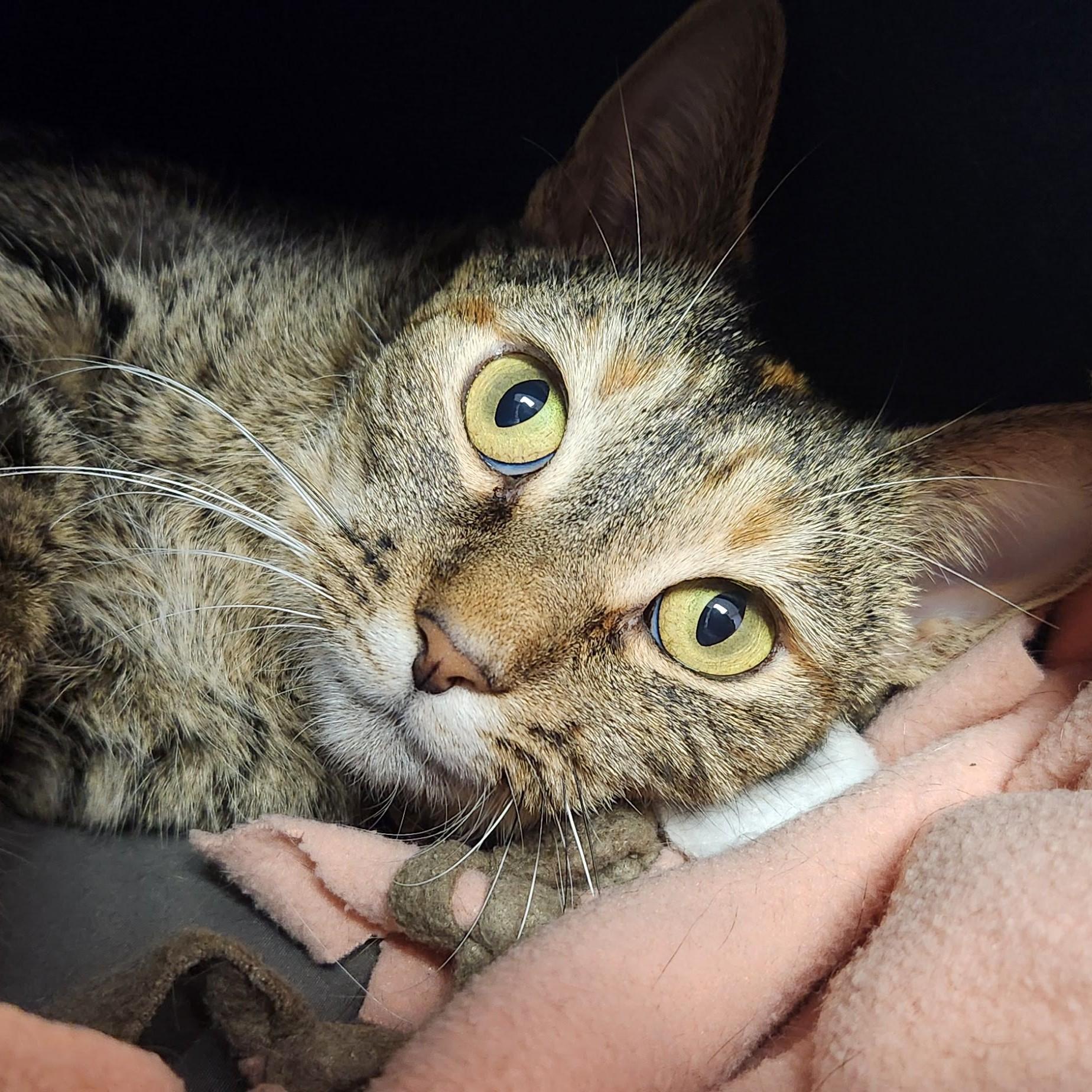 Enlarge Swiss Miss, a ADOPTABLE Tabby in Marshfield, WI image 2/4