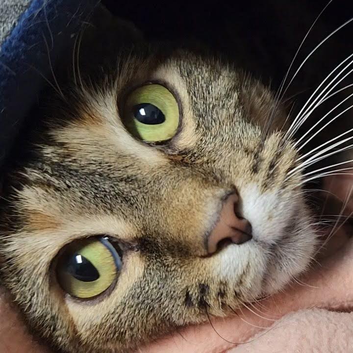 Enlarge Swiss Miss, a ADOPTABLE Tabby in Marshfield, WI image 3/4