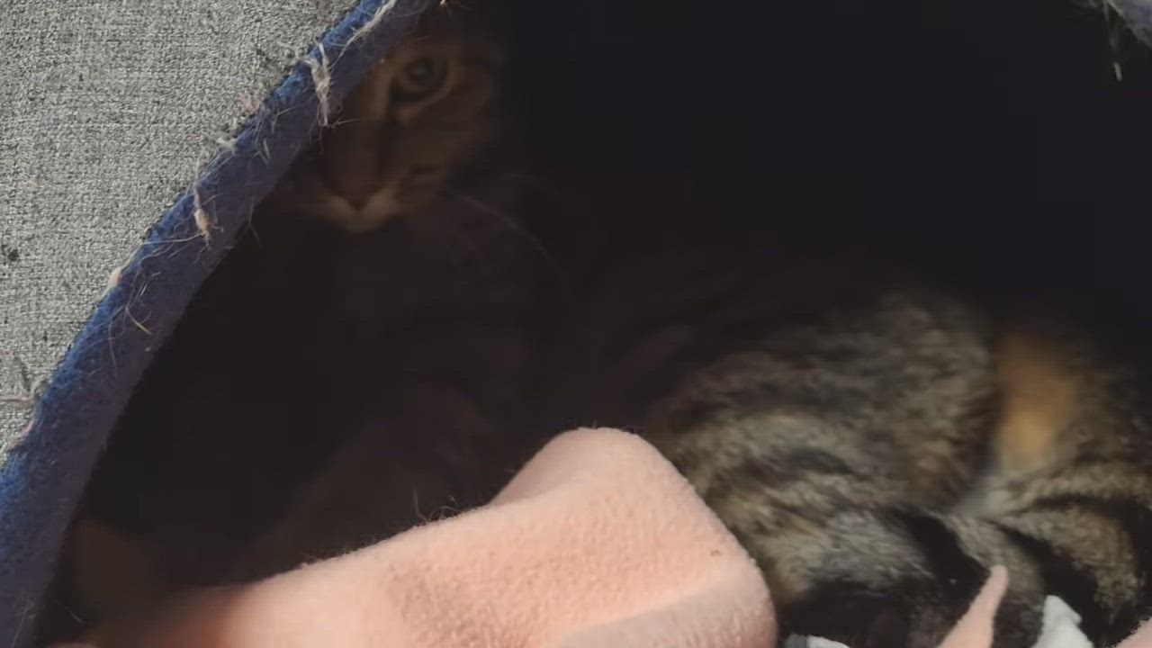 Enlarge Swiss Miss, a ADOPTABLE Tabby in Marshfield, WI video 4/4