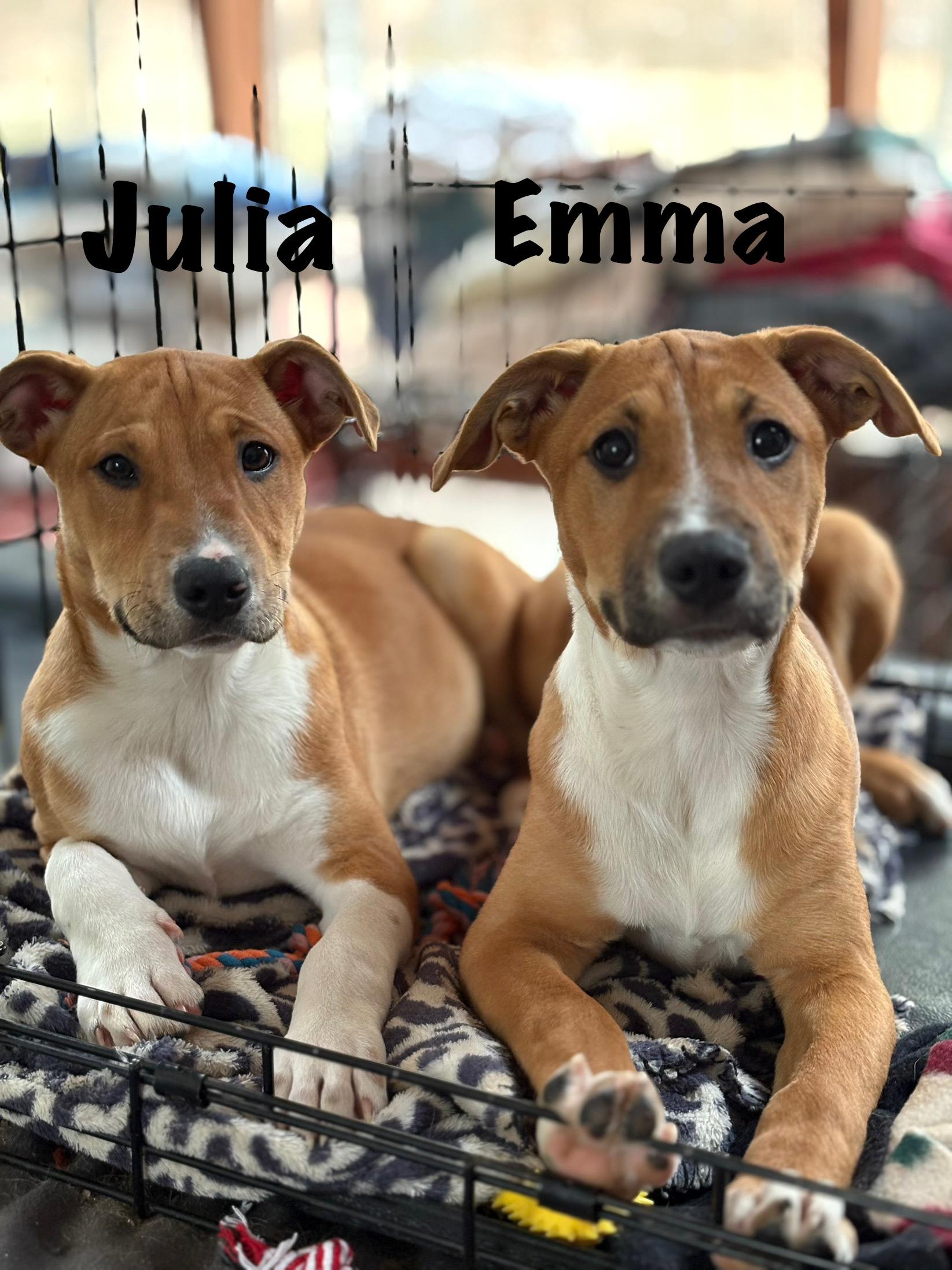 Julia and Emma can be adopted separately photo 3
