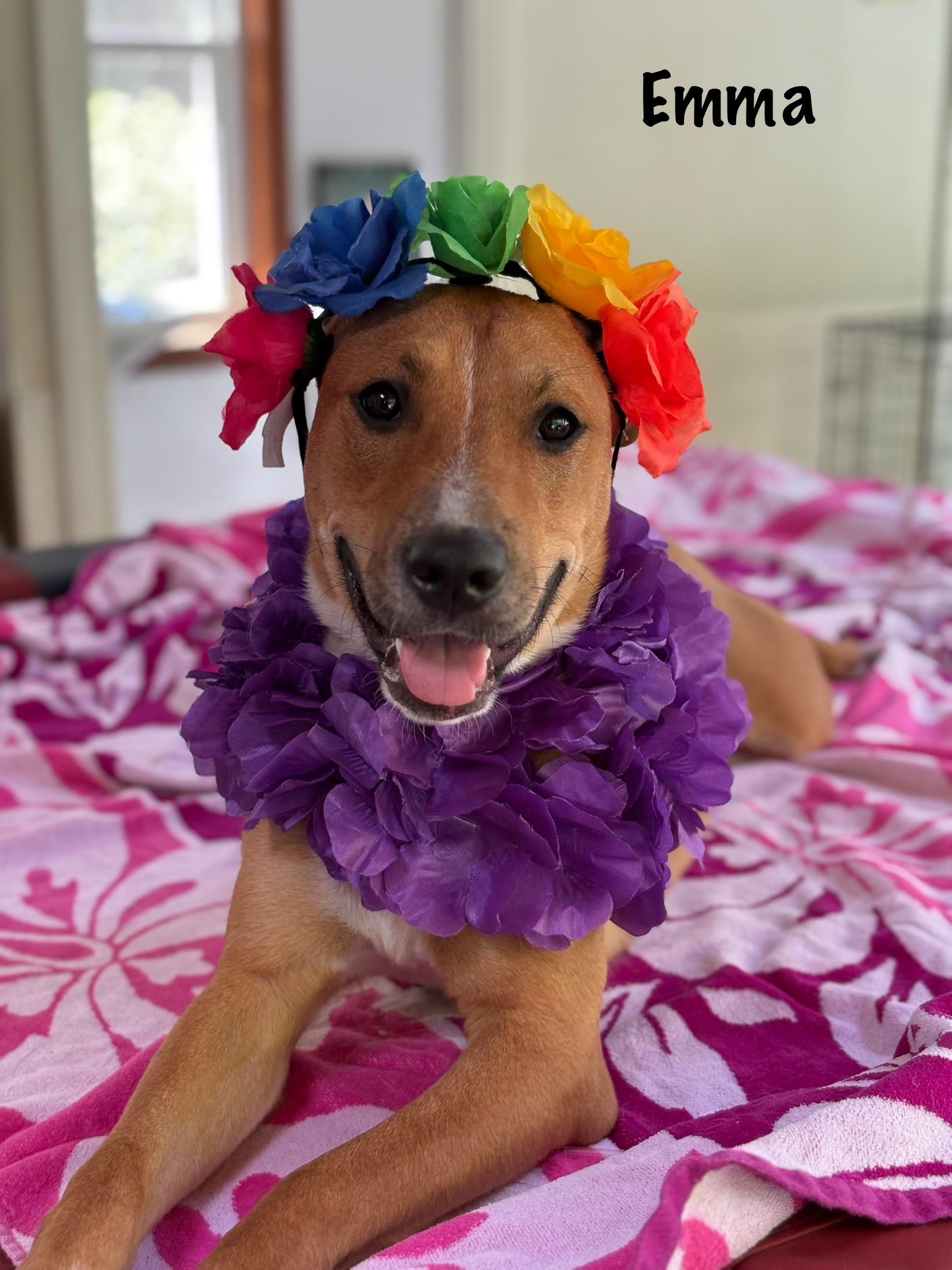 Born 93024 Julia and Emma are female mixed breed puppies They are about 25lbs each They have ag