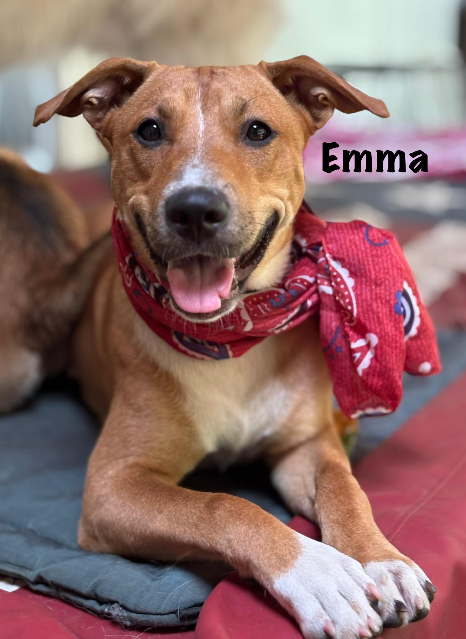 Julia and Emma can be adopted separately photo 4