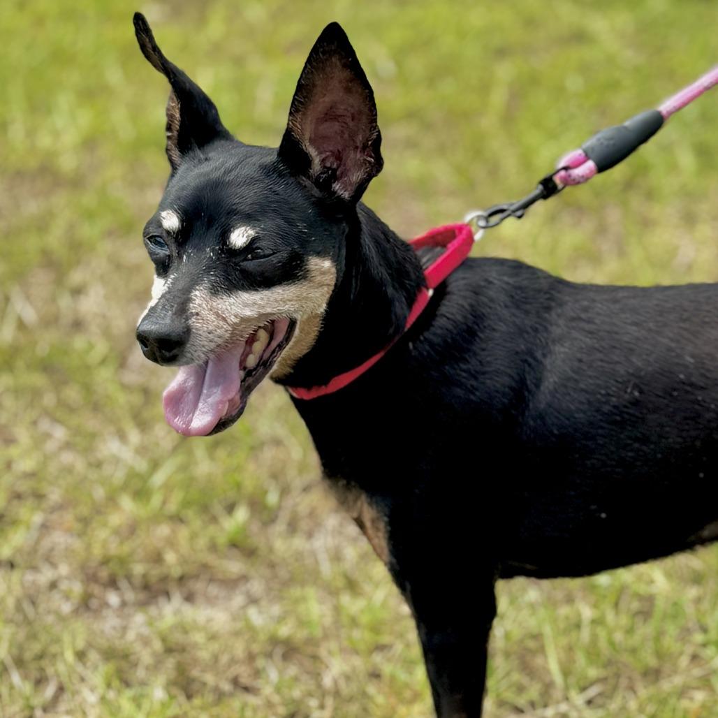 Rocky, Adoptable, Senior Male Miniature Pinscher & Mixed Breed.