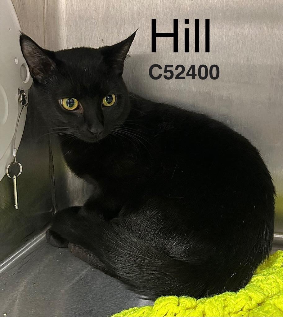 Hill, Adoptable, Adult Male Domestic Short Hair.