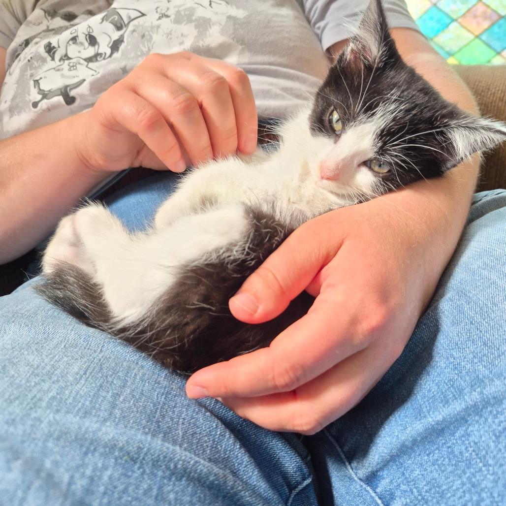 Poplar, a Adoptable Domestic Short Hair in Lexington, KY image 1/6