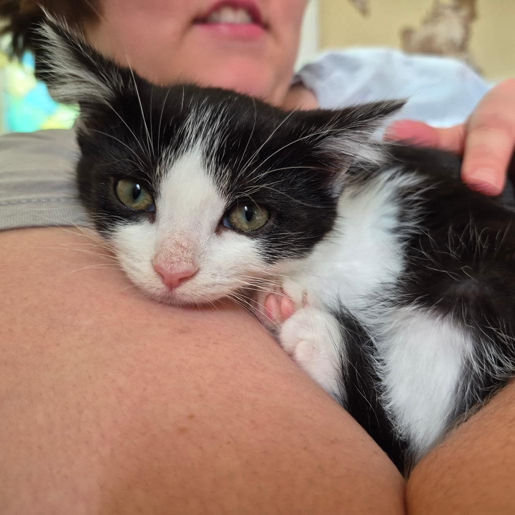 Poplar, a Adoptable Domestic Short Hair in Lexington, KY image 2/6