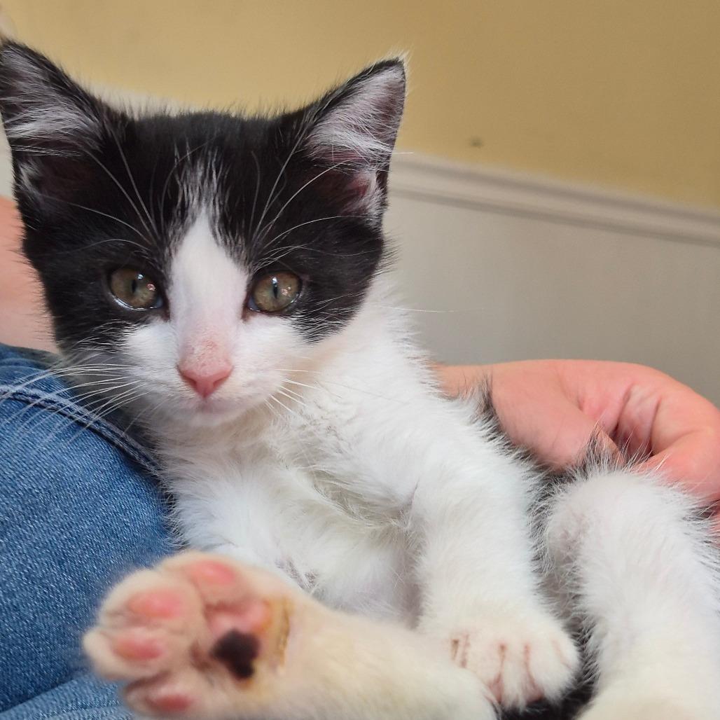 Poplar, a Adoptable Domestic Short Hair in Lexington, KY image 3/6