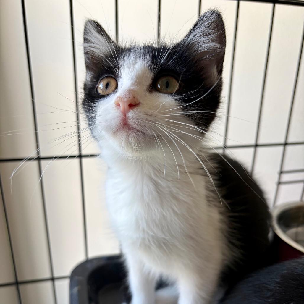 Poplar, a Adoptable Domestic Short Hair in Lexington, KY image 4/6