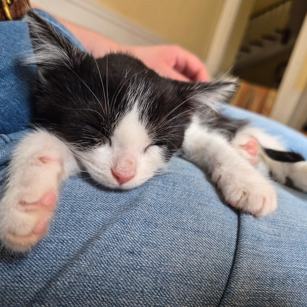 Poplar, a Adoptable Domestic Short Hair in Lexington, KY image 5/6