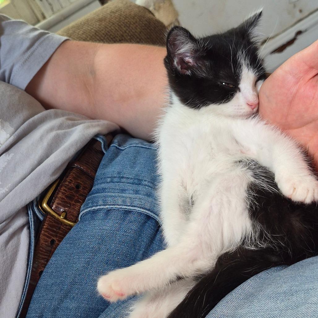 Poplar, a Adoptable Domestic Short Hair in Lexington, KY image 6/6