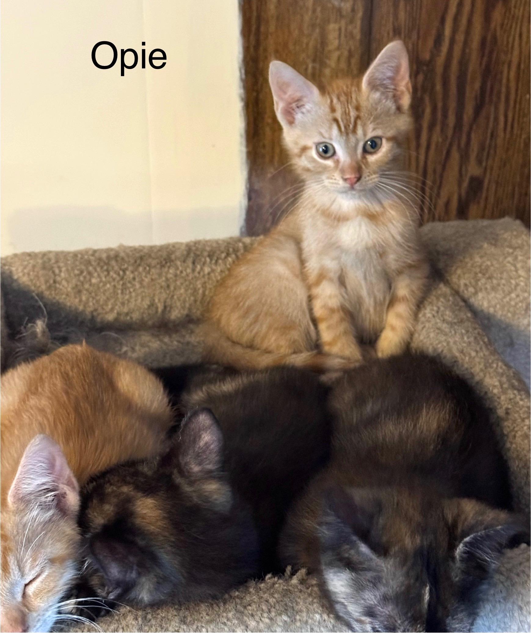 Opie