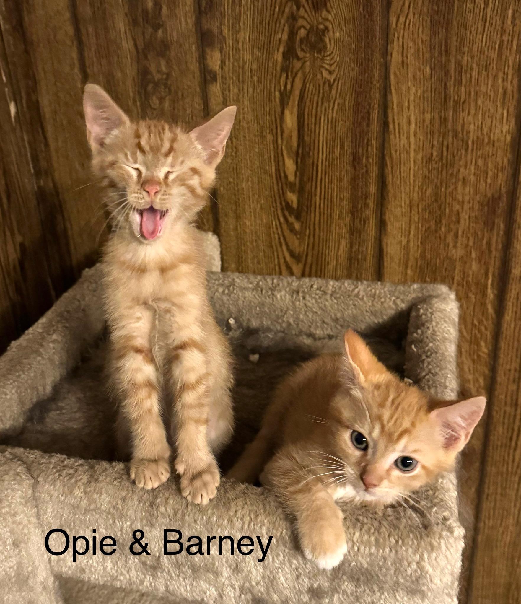 Opie