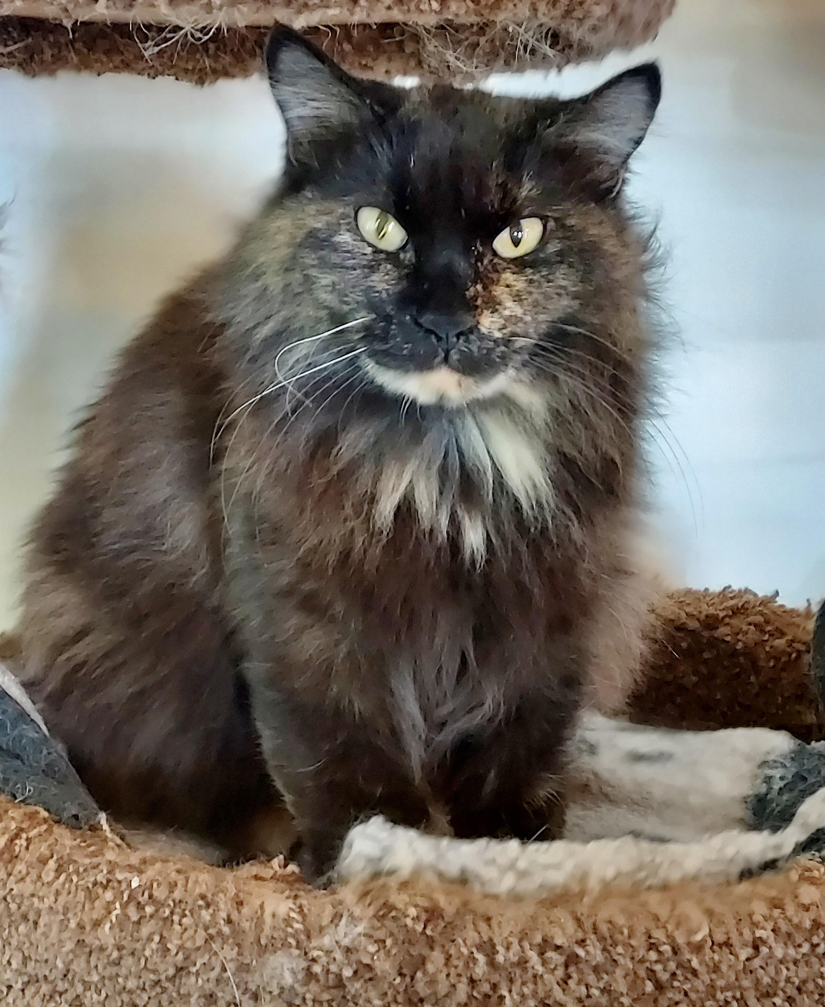 Mona, Adoptable, Adult Female Domestic Long Hair.
