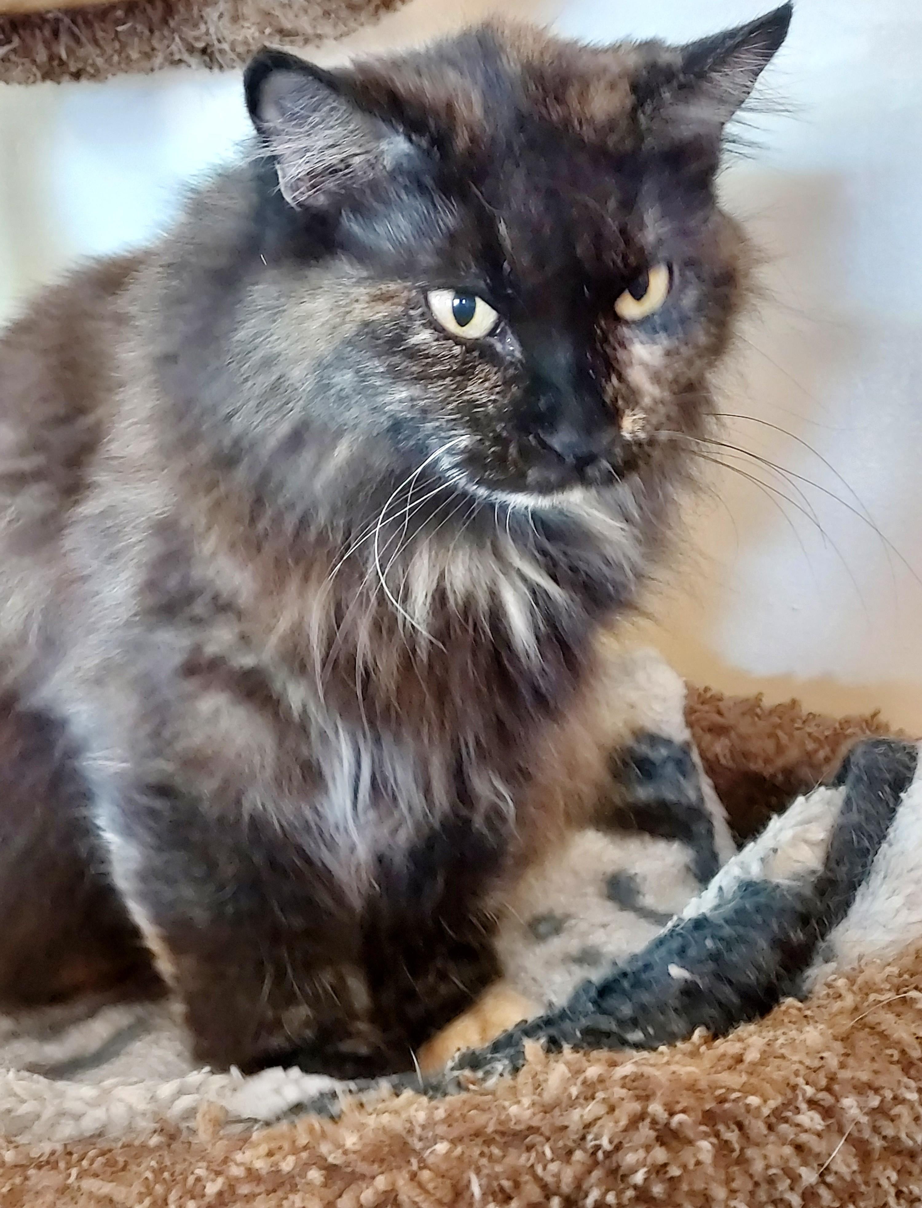 Enlarge Mona, a Adoptable Domestic Long Hair in Corrales, NM image 2/2