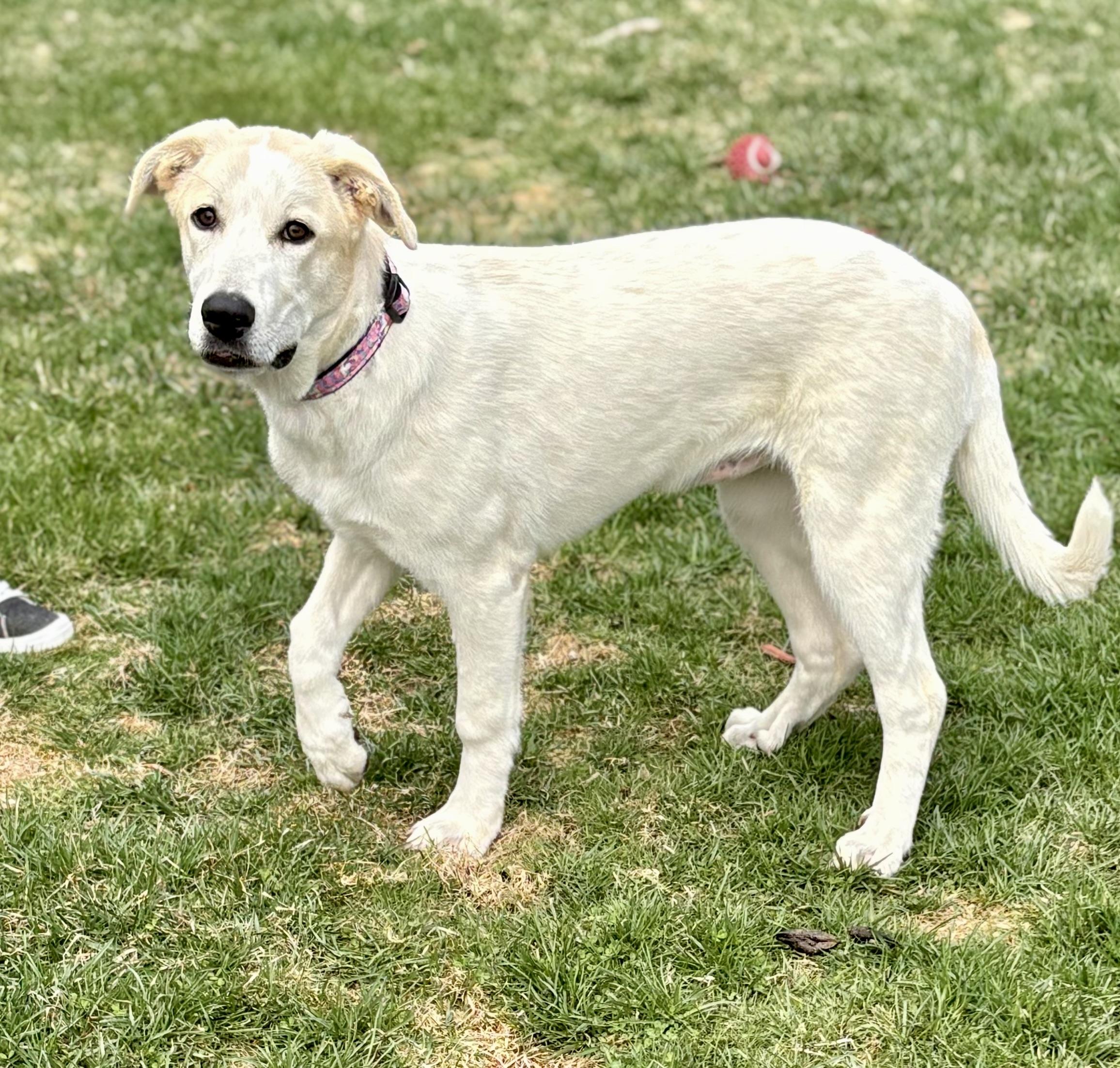 Enlarge Cheddar, a Adoptable mixed breed in New Baltimore, MI image 1/6