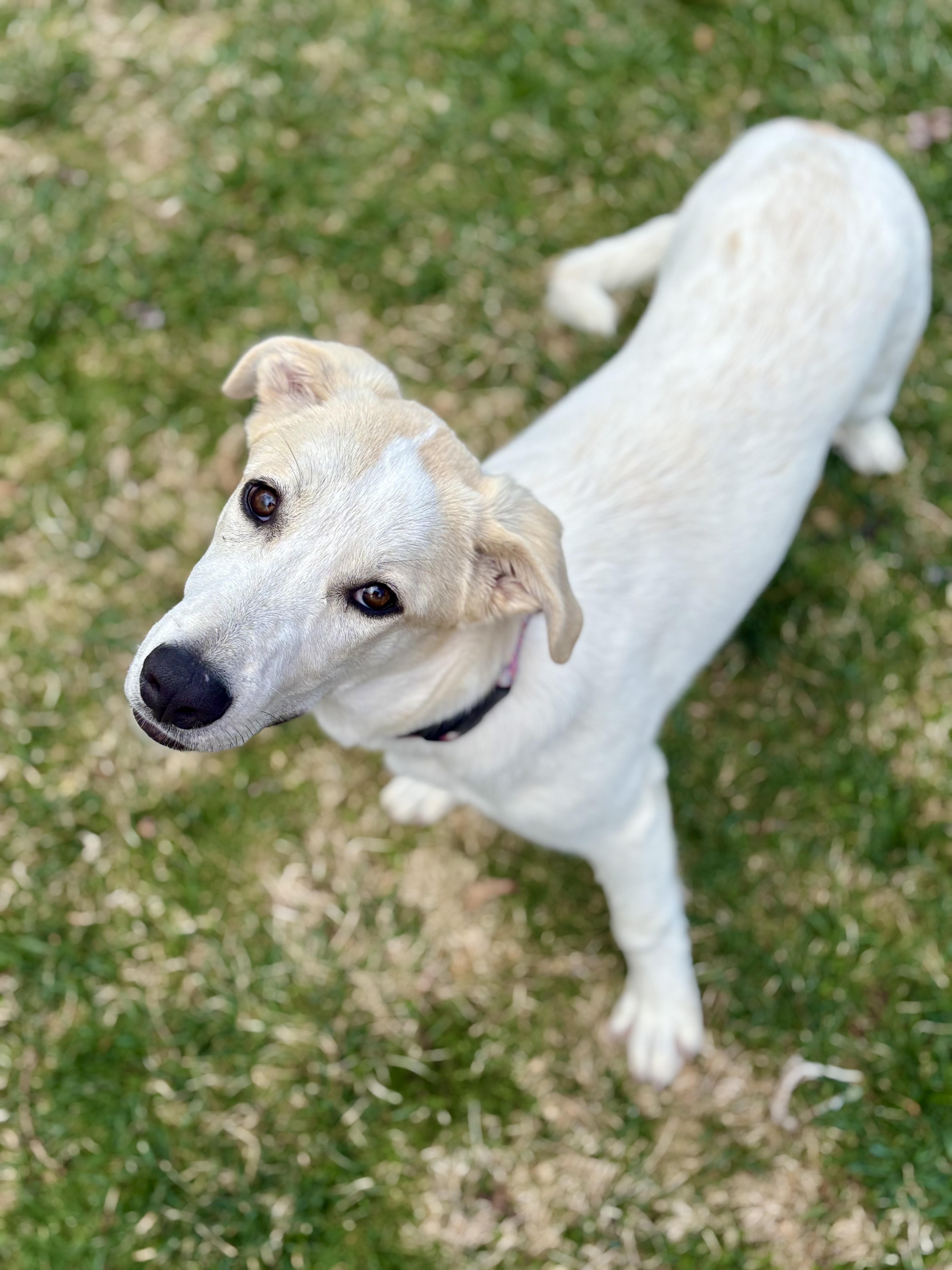 Enlarge Cheddar, a Adoptable mixed breed in New Baltimore, MI image 2/6
