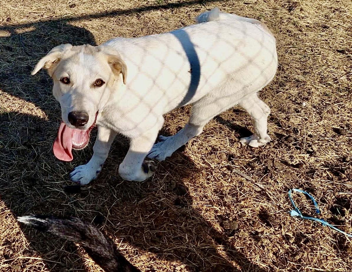 Enlarge Cheddar, a Adoptable mixed breed in New Baltimore, MI image 1/4