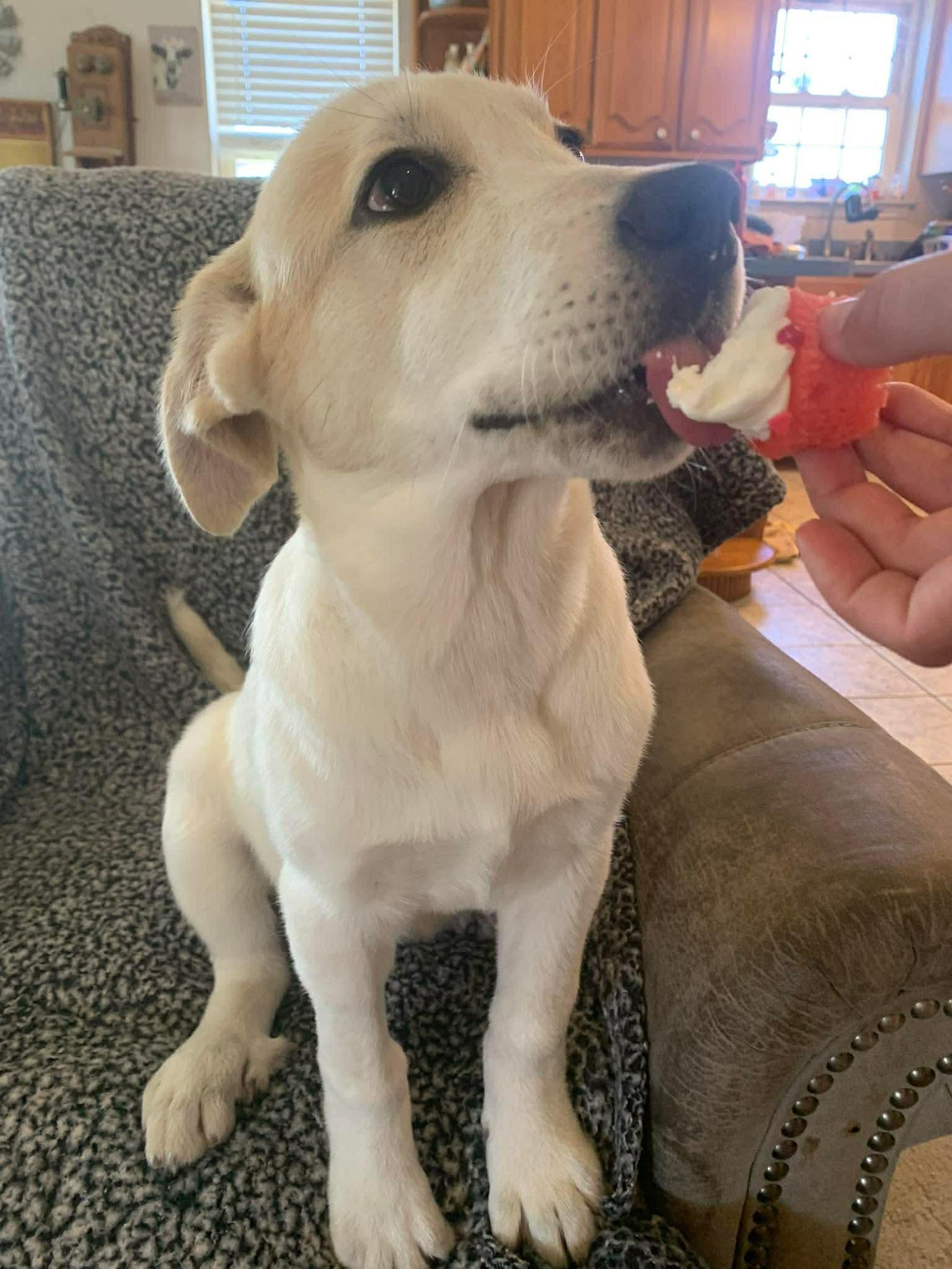 Enlarge Cheddar, a Adoptable mixed breed in New Baltimore, MI image 2/4