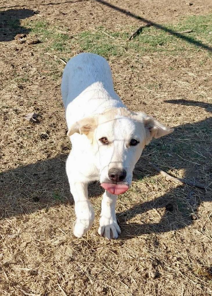 Enlarge Cheddar, a Adoptable mixed breed in New Baltimore, MI image 3/4