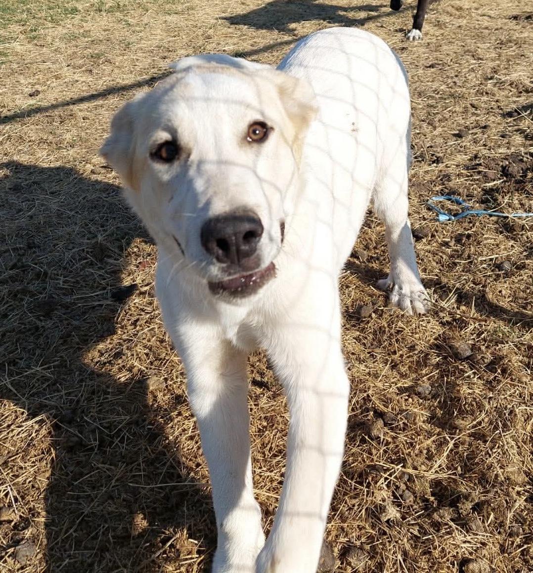 Enlarge Cheddar, a Adoptable mixed breed in New Baltimore, MI image 4/4