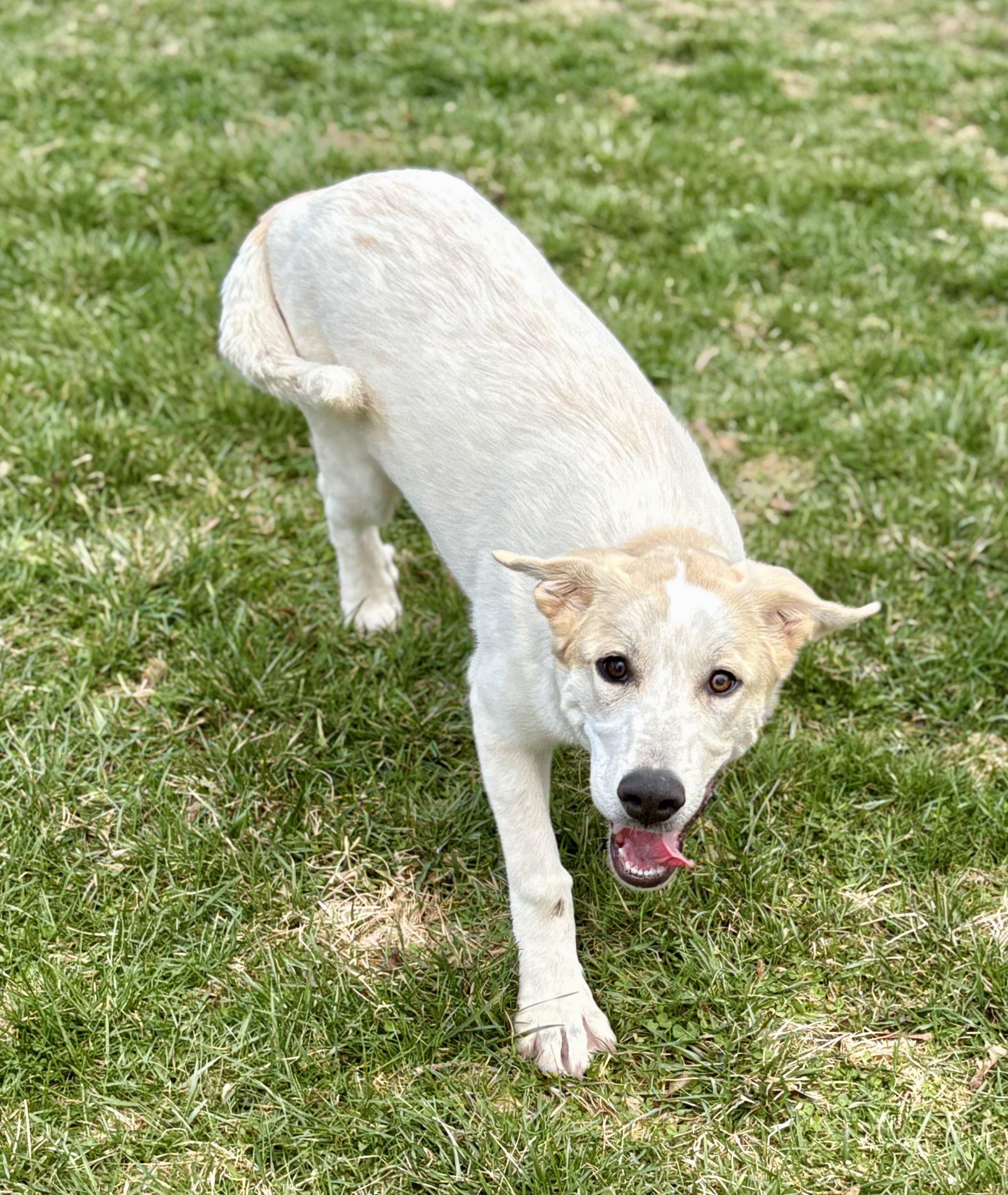 Enlarge Cheddar, a Adoptable mixed breed in New Baltimore, MI image 6/6