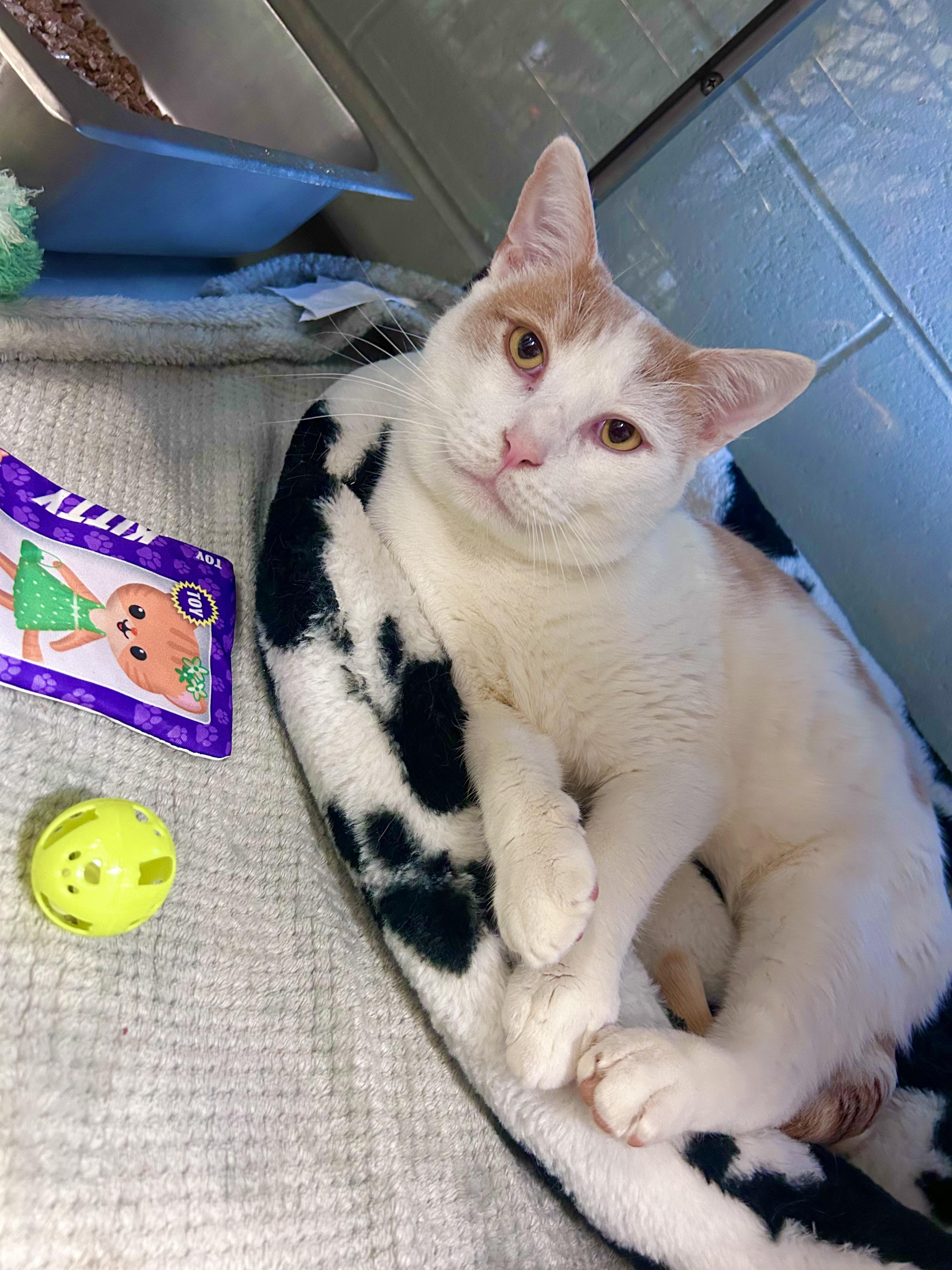 Hercules , ADOPTABLE, Young Male Domestic Short Hair.