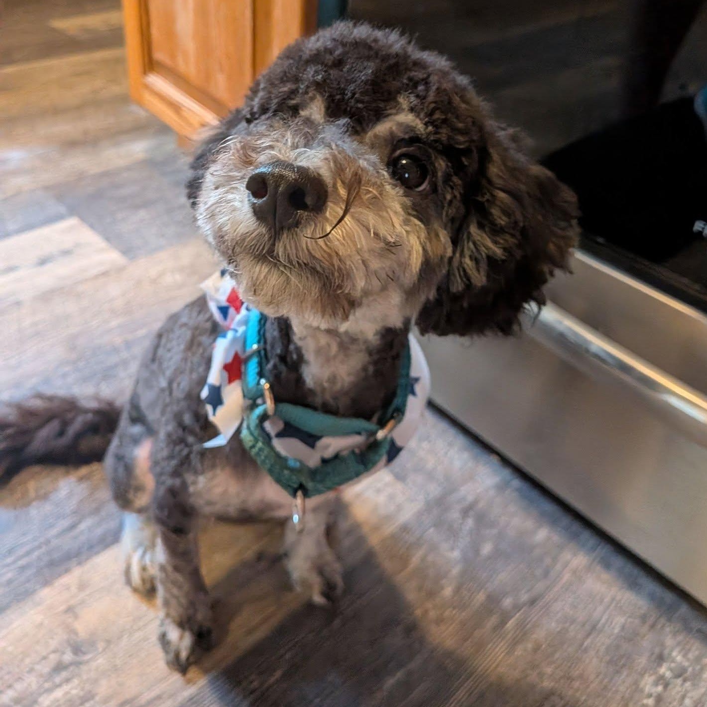 Jet, an adopted mixed breed in Racine, WI image 3/3