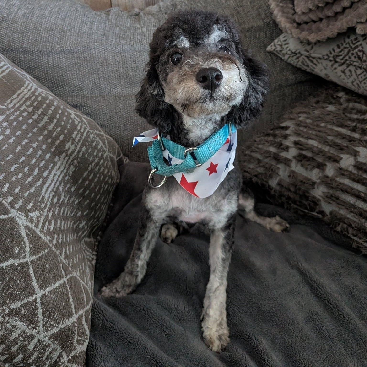 Jet, an adopted mixed breed in Racine, WI image 2/3