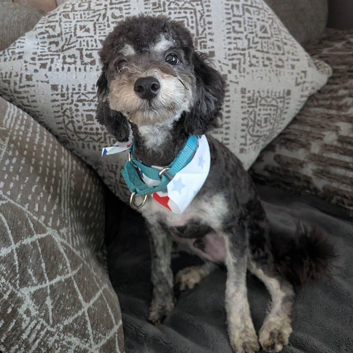Jet, an adopted mixed breed in Racine, WI image 1/3