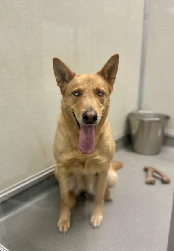 Linda, Adoptable, Young Female Shepherd.