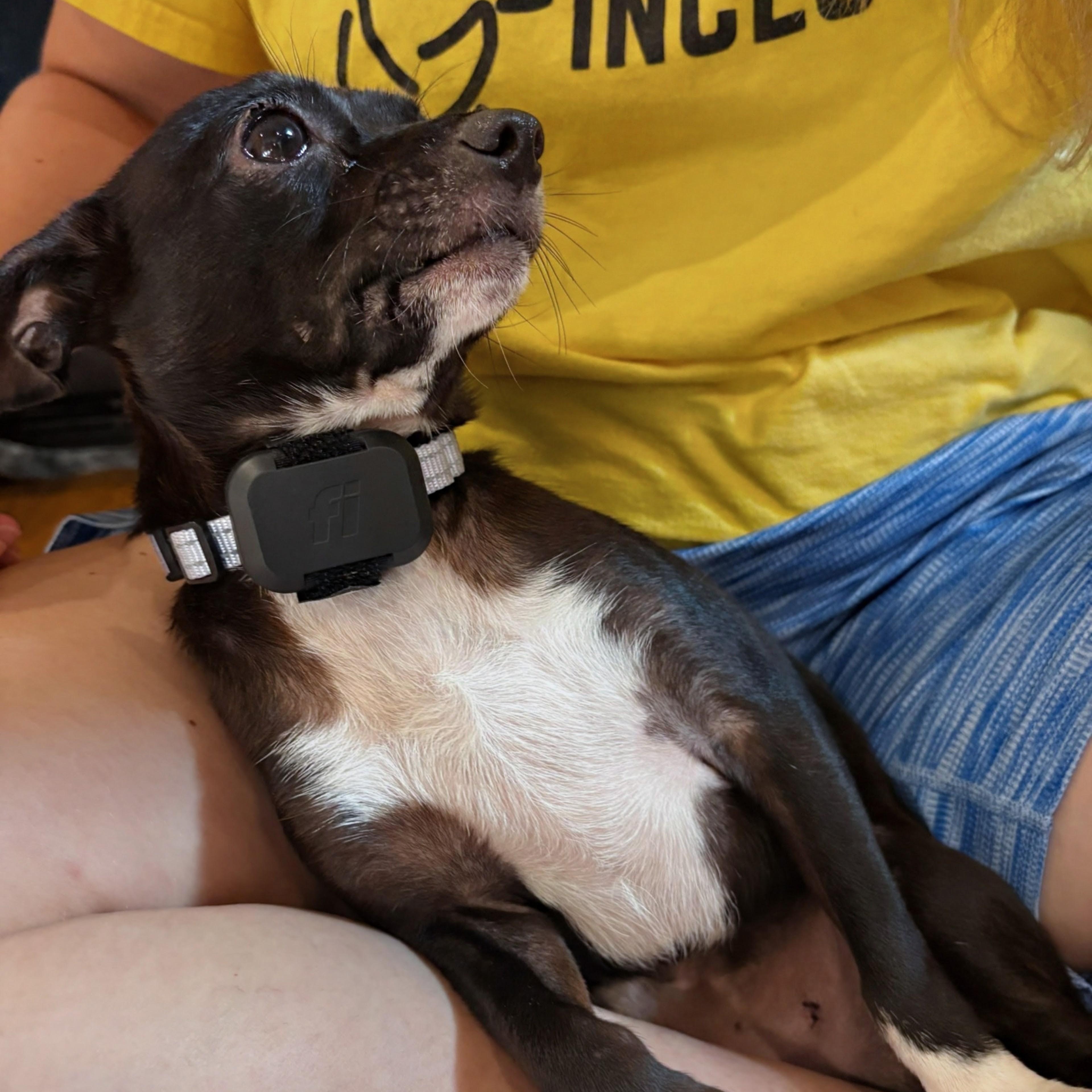Migo, an adopted Chihuahua in Baltimore, MD image 2/4