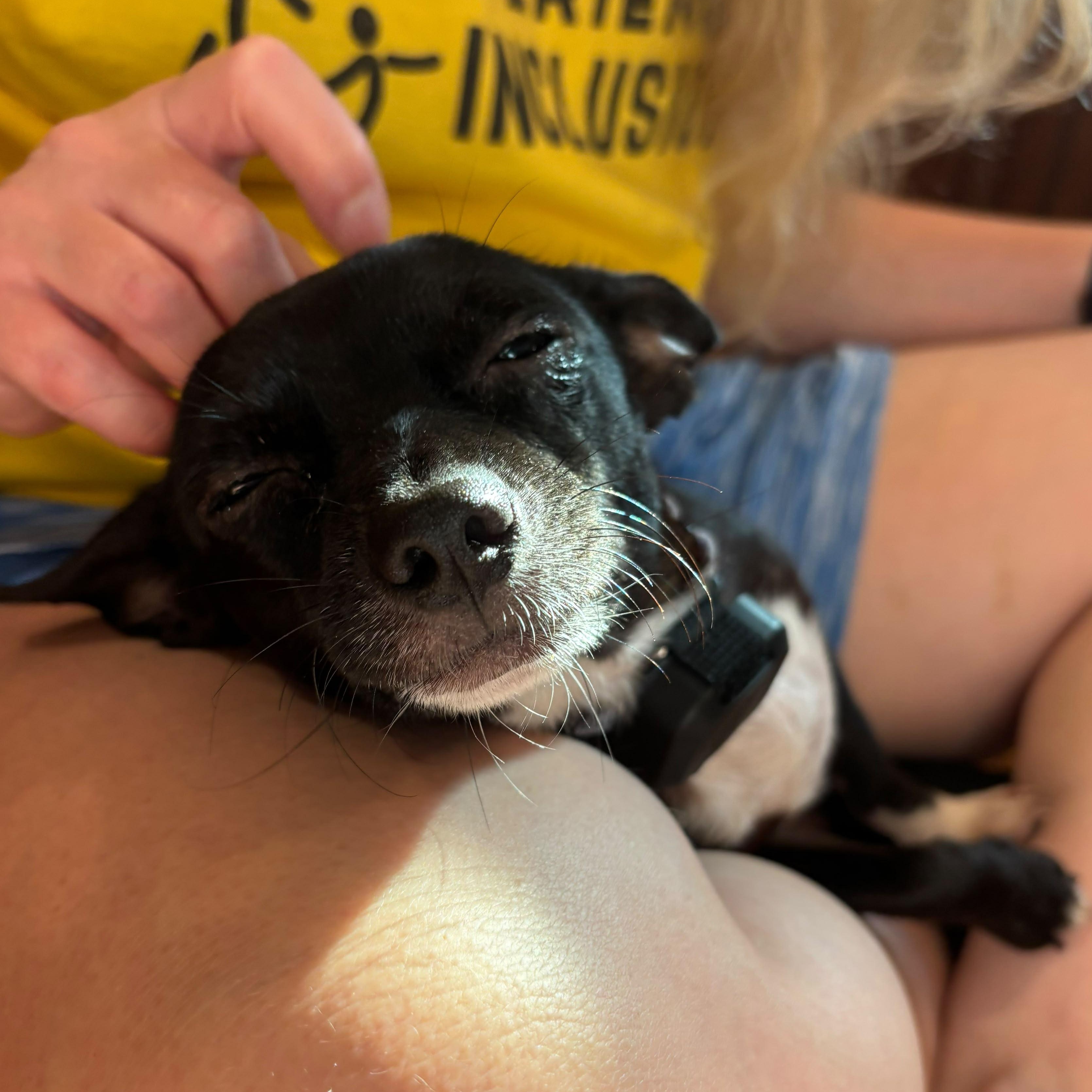Migo, an adopted Chihuahua in Baltimore, MD image 3/4