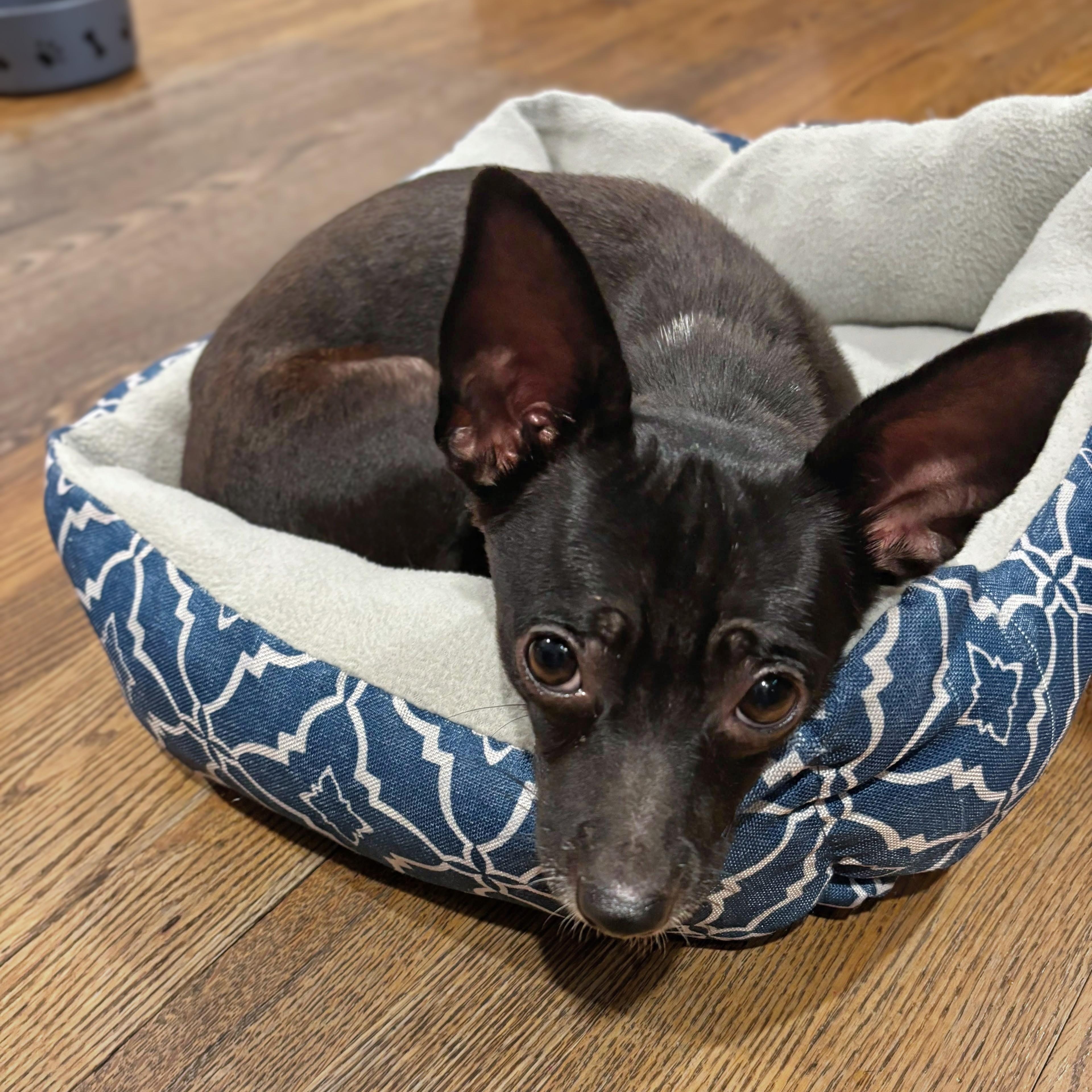 Migo, an adopted Chihuahua in Baltimore, MD image 1/4