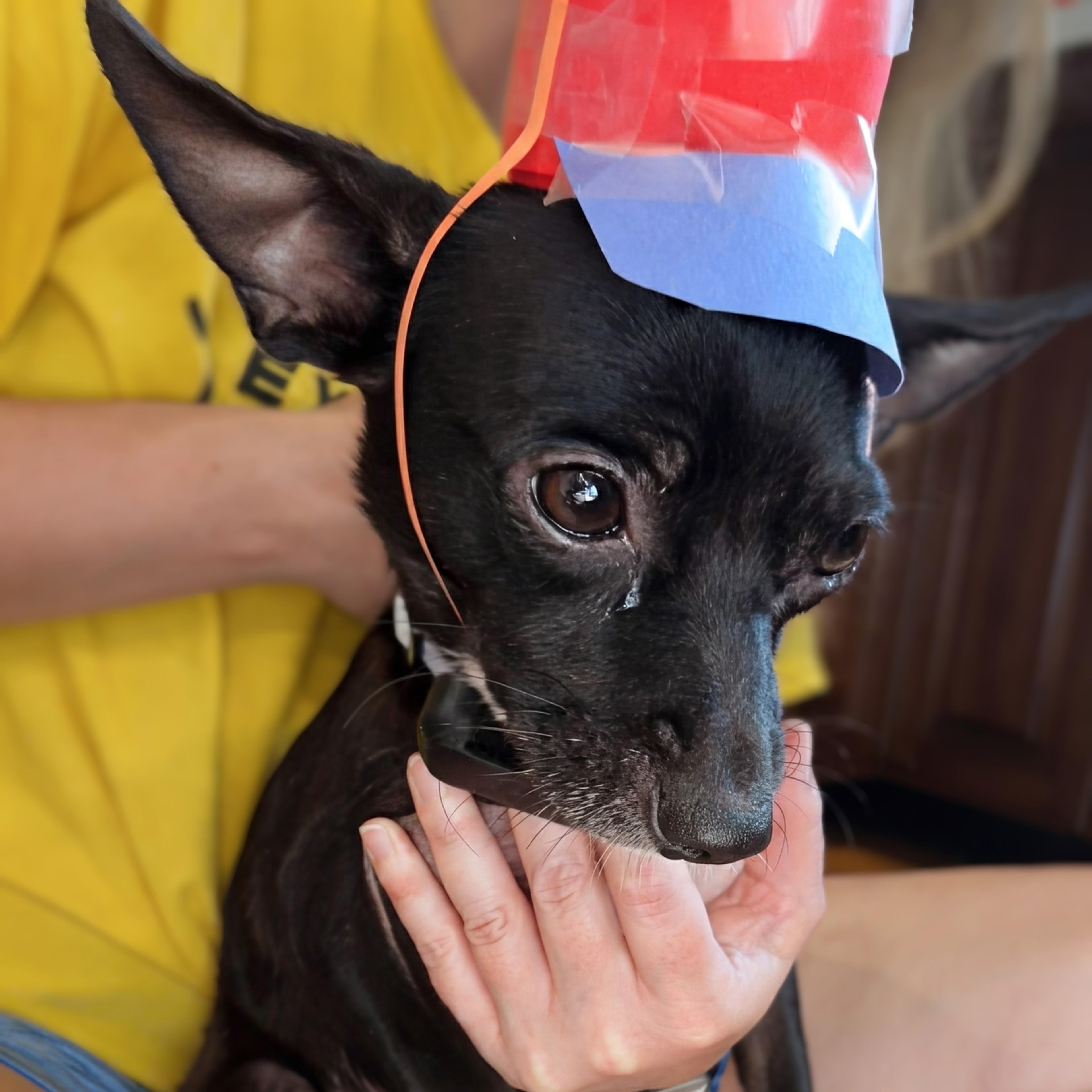 Migo, an adopted Chihuahua in Baltimore, MD image 4/4