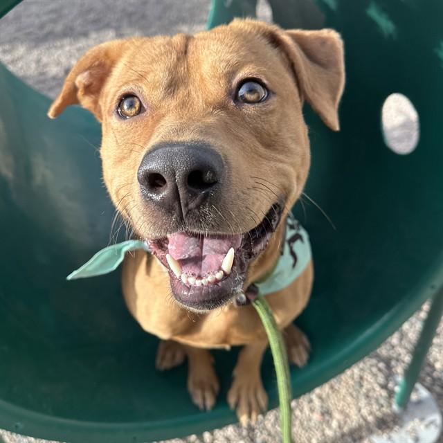 Enlarge BUTTERSCOTCH, a Adoptable Pit Bull Terrier in Mesa, AZ image 1/1