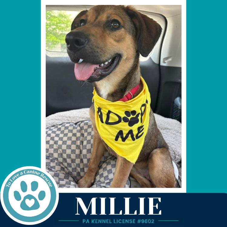 Millie 050926, Adoptable, Puppy Female Shepherd.
