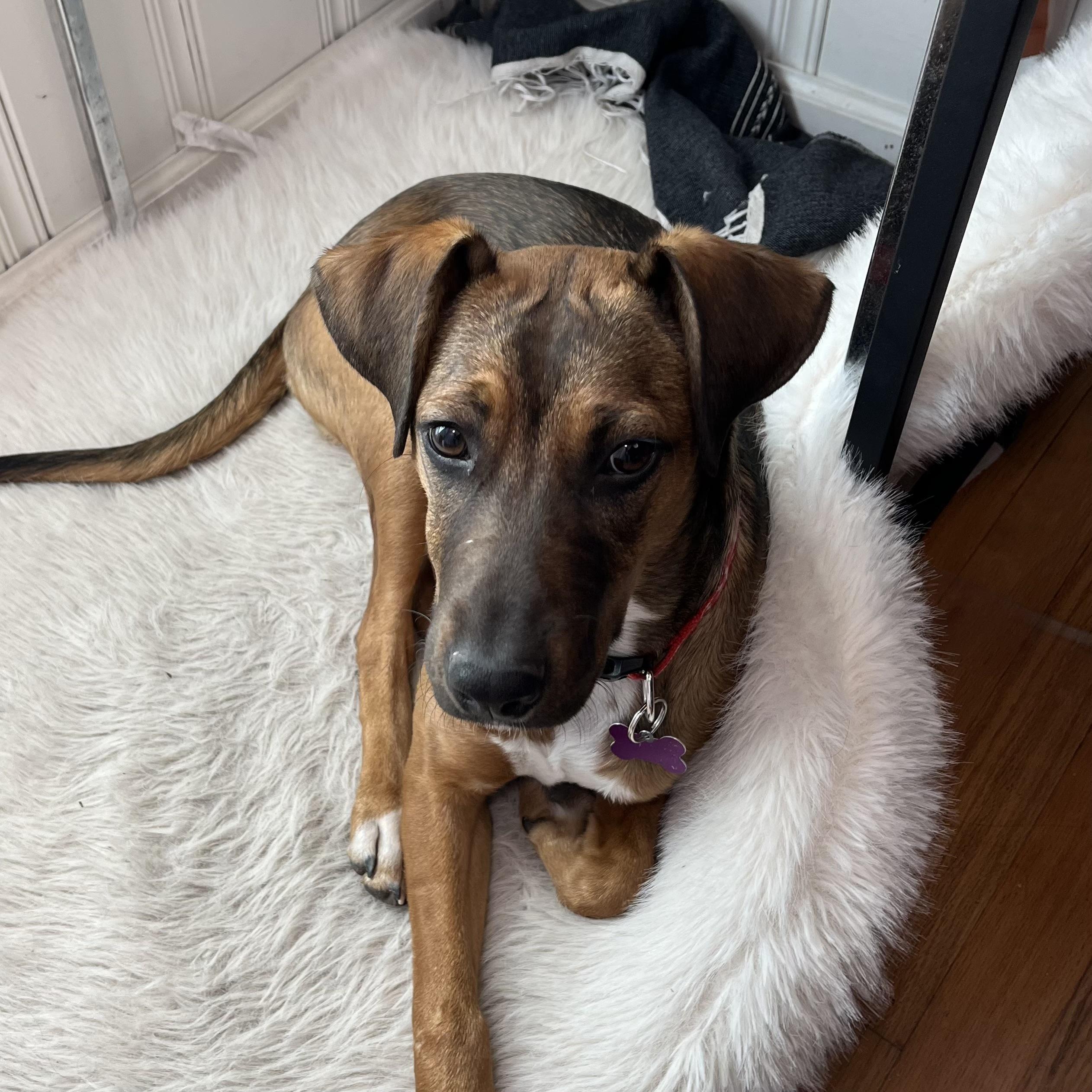 Whatchamacallit — thumbnail 3