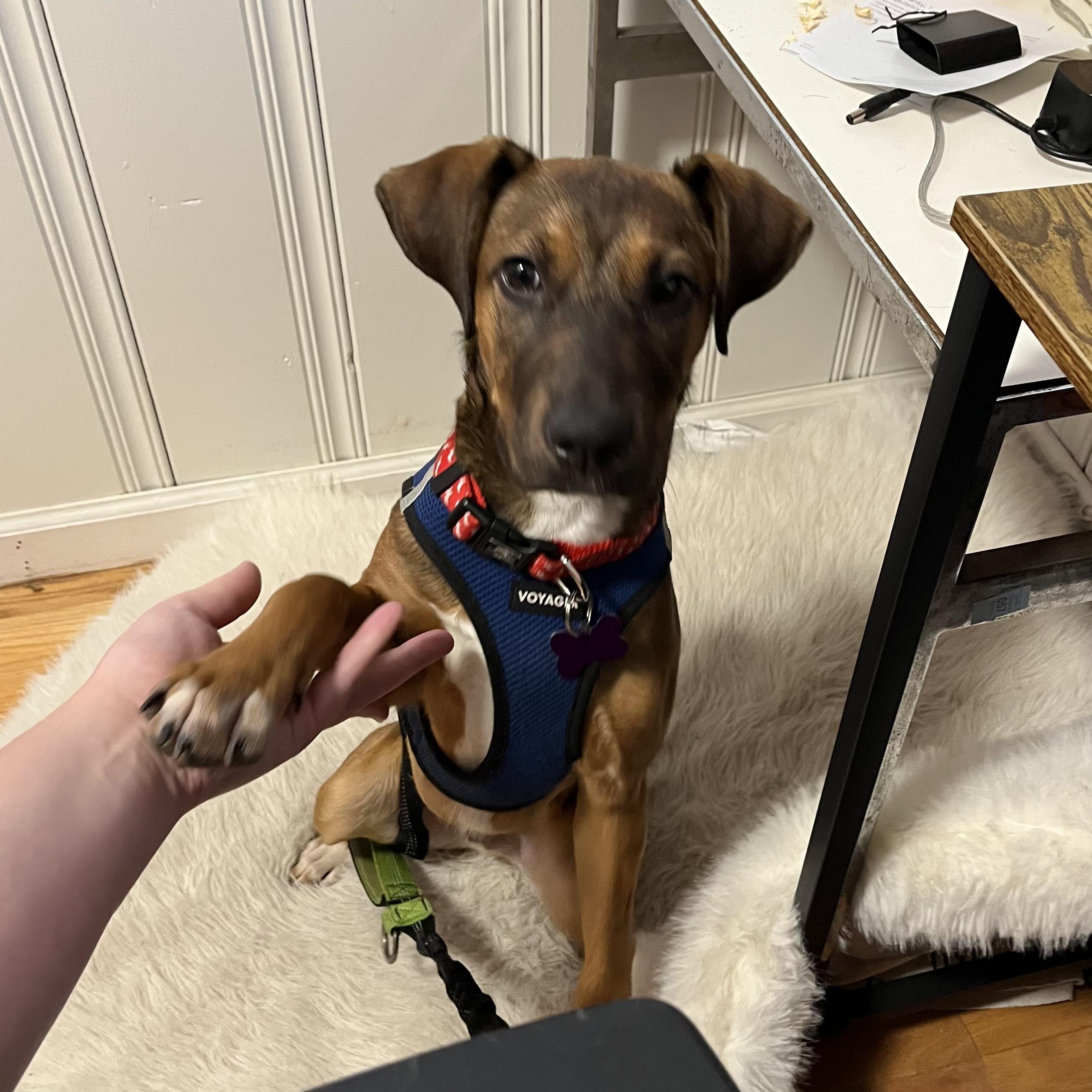 Whatchamacallit — thumbnail 5