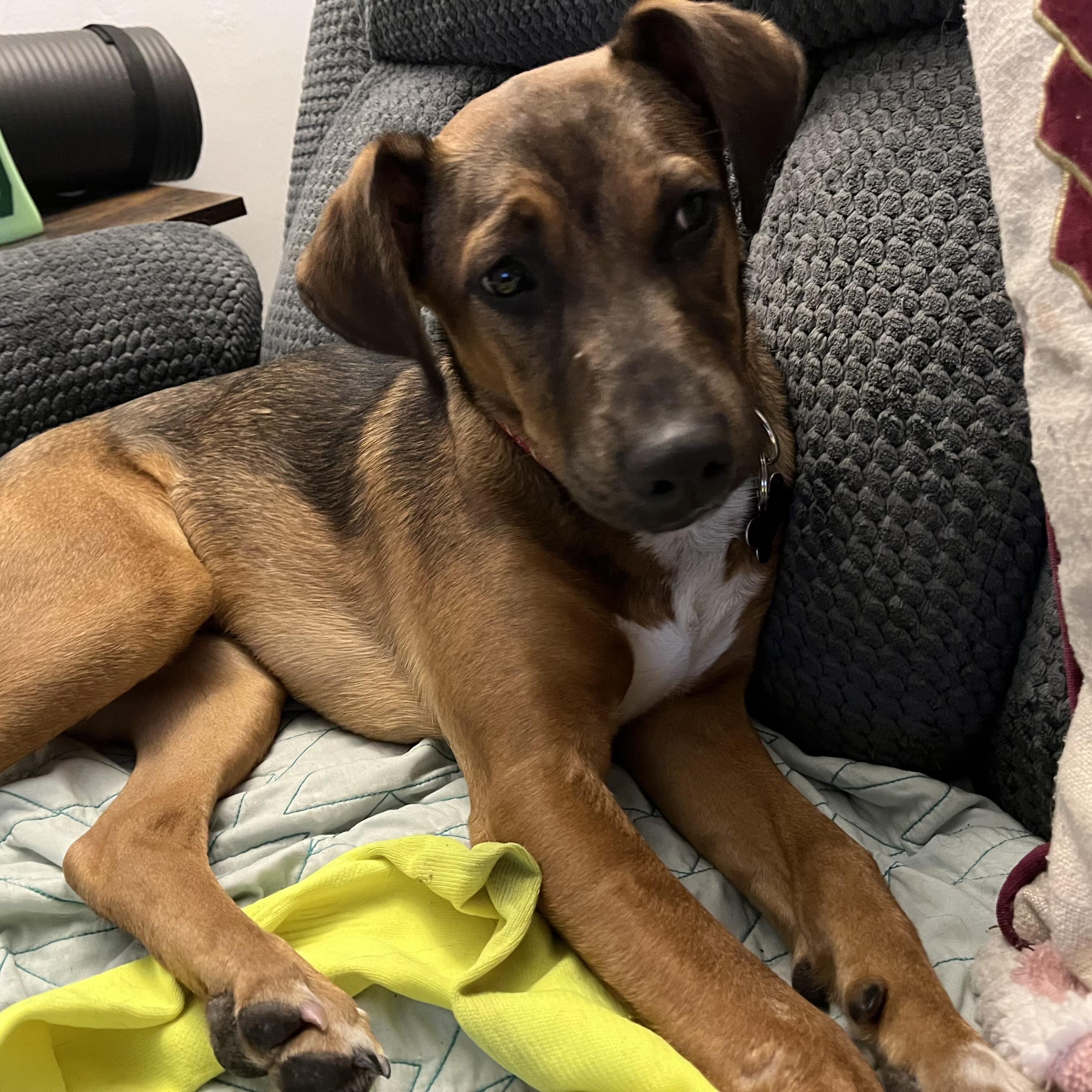 Whatchamacallit — thumbnail 6