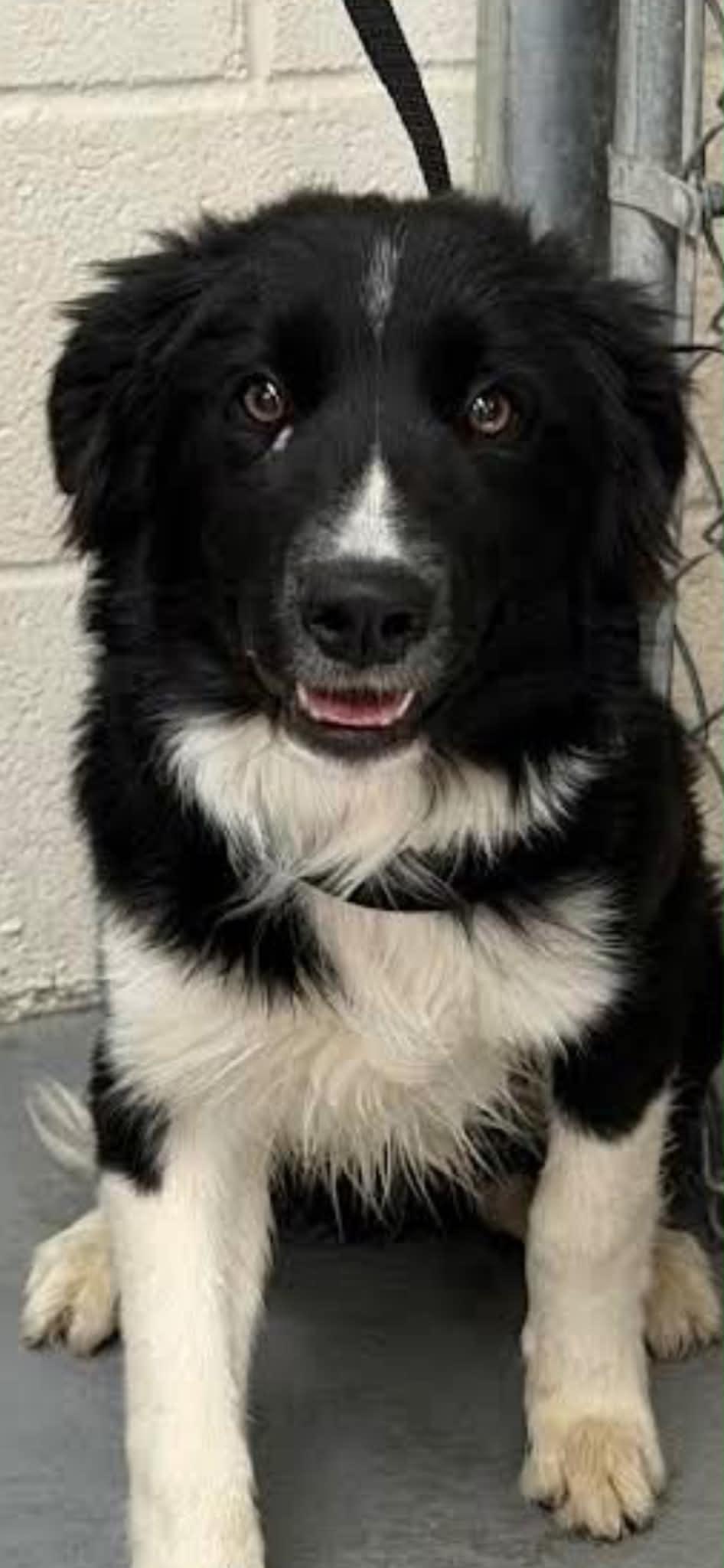 Enlarge Bullet, an adopted Border Collie in Las Vegas, NV image 1/1