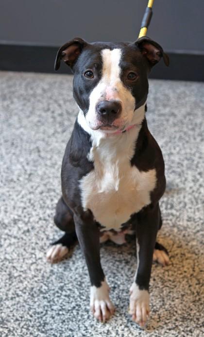 Nefertiti — thumbnail 2