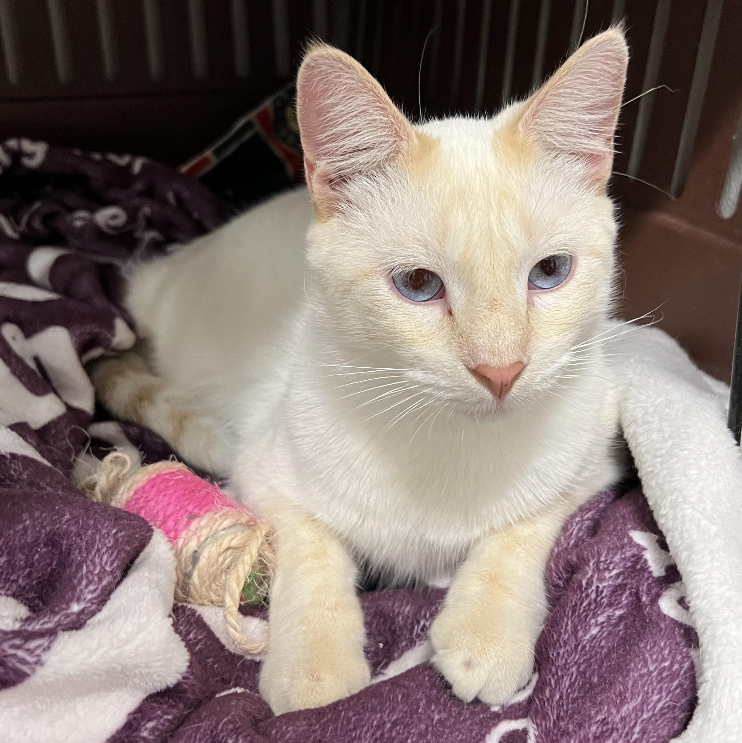 Enlarge Frankie, an adopted Siamese in Spencer, IA image 1/1