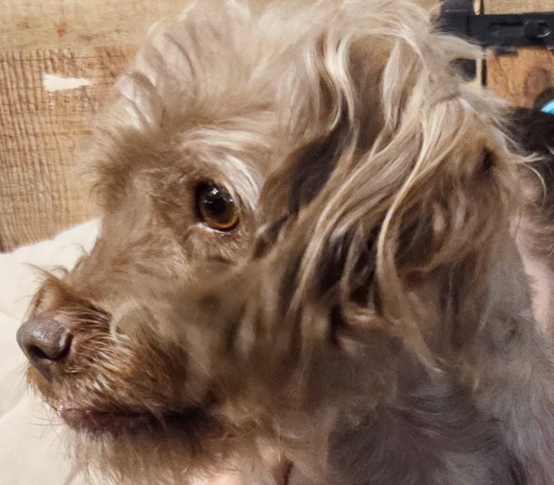 Enlarge NUBEE, a ADOPTABLE mixed breed in Tucson, AZ image 2/3