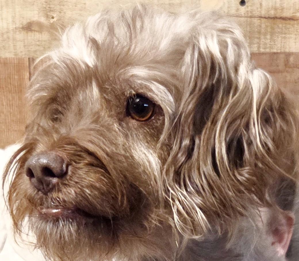 Enlarge NUBEE, a ADOPTABLE mixed breed in Tucson, AZ image 1/3