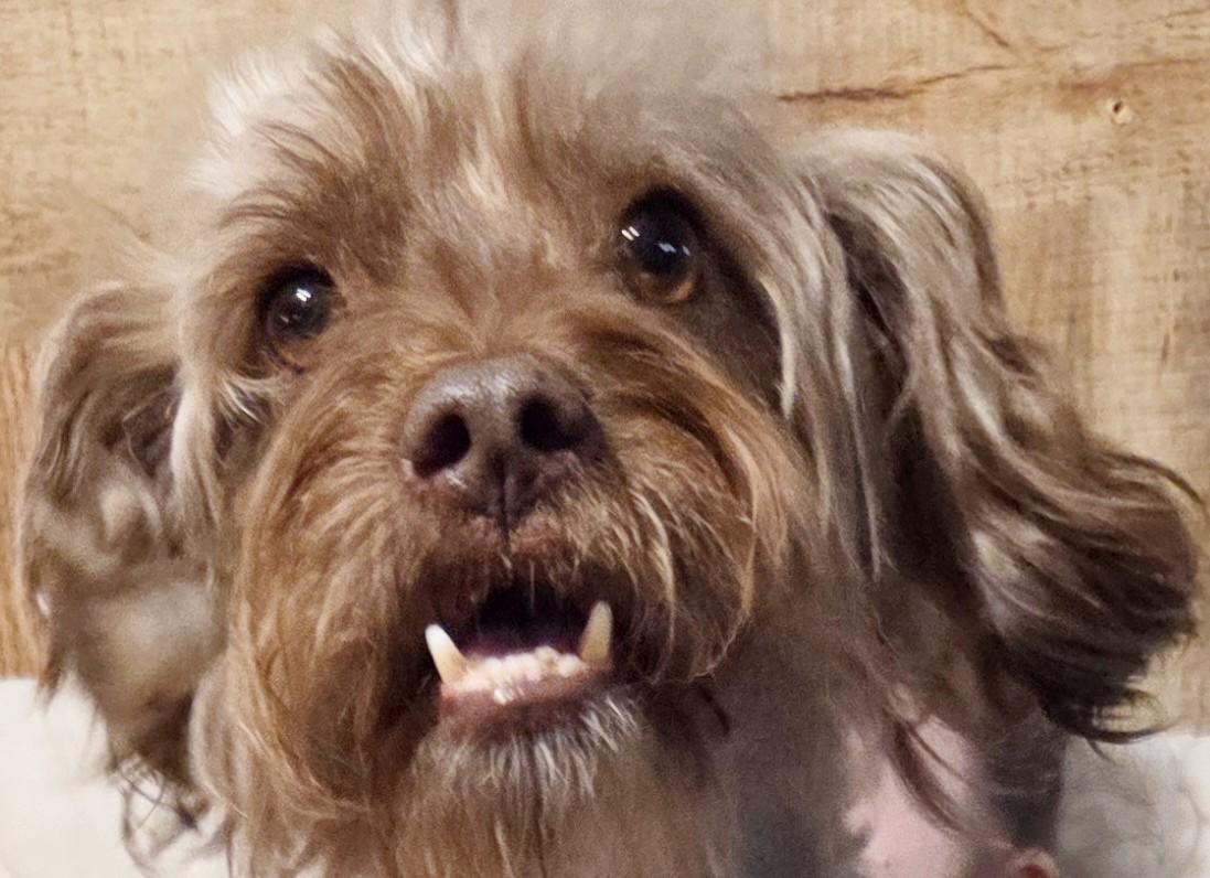 Enlarge NUBEE, a ADOPTABLE mixed breed in Tucson, AZ image 3/3