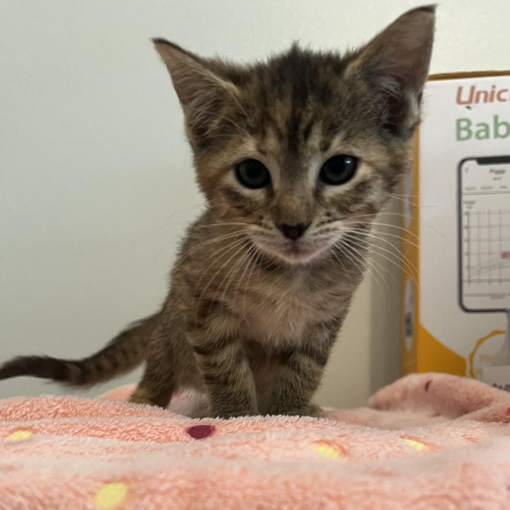 Ashes, Adoptable, Young Female Domestic Short Hair.