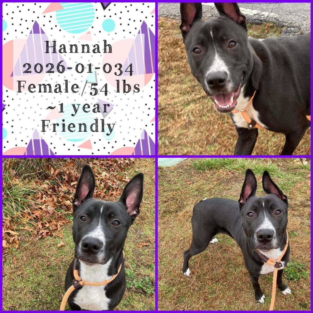 2026-01-034 *Hannah*, Adoptable, Young Female Pit Bull Terrier.