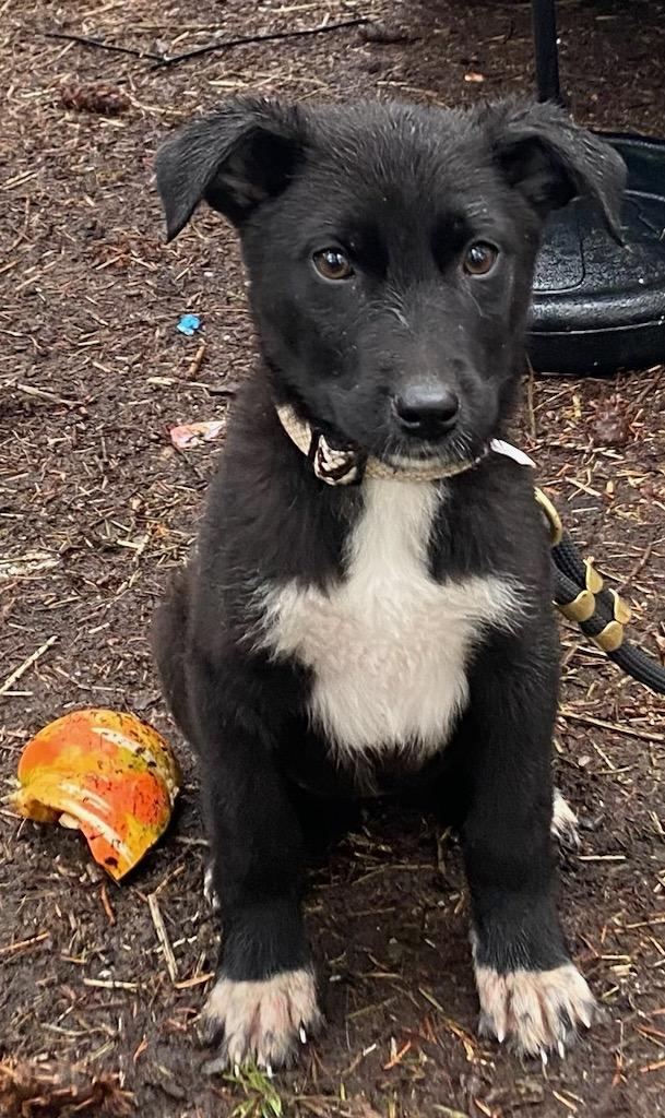 Enlarge Paisley, a Adoptable mixed breed in Polson, MT image 2/3