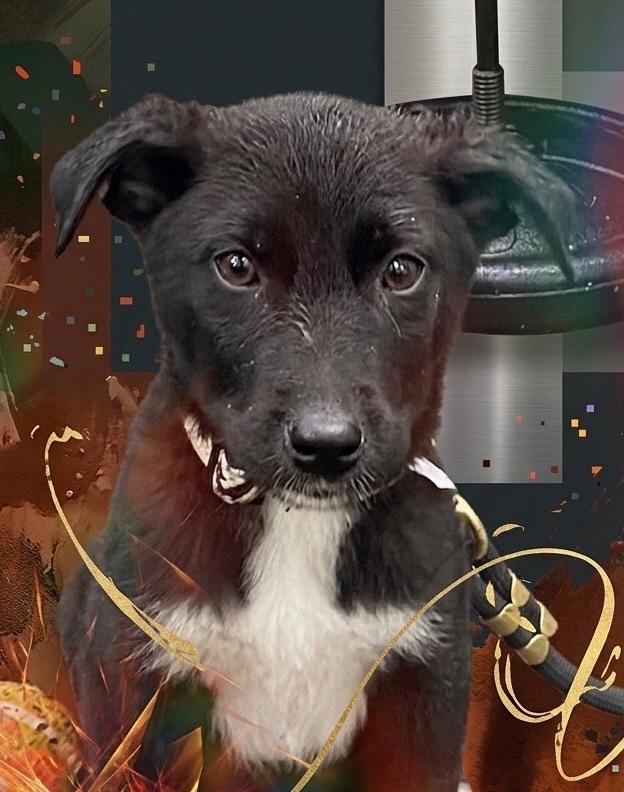 Enlarge Paisley, a Adoptable mixed breed in Polson, MT image 3/3